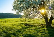 Rüyada Bahar Görmek Ne Anlama Gelir? Rüyada bahar görmek, rüyada baharla gelen yeşillikler görmek.