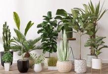 Rüyada Bitki Görmek Ne Anlama Gelir? Rüyada yeşil bitki görmek. Rüyada güzel kokulu bitki görmek ne anlama gelir.