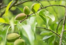 Rüyada Çağla Görmek Ne Anlama Gelir? Rüyada çağla görmek. Rüyada çağla yemek. Rüyada çağla toplamak. Rüyada çağla ağacı görmek.