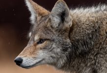 Rüyada Çakal Görmek Ne Anlama Gelir? Rüyada çakal görmek ne anlama gelir. Rüyada çakal kovalamak. Rüyada çakal saldırısı. Rüyada çakal tarafından ısırılmak.