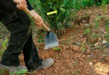 Rüyada Çapa Yapmak Ne Anlama Gelir? Rüyada çapa yapmak ne anlama gelir. Rüyada çapa yaptığını görmek. Rüyada çapa yapan birini görmek. Rüyada tarla bahçe çapalamak.