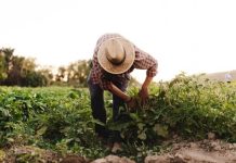 Rüyada Çiftçi Görmek Ne Anlama Gelir? Rüyada çiftçi görmek. Rüyada çiftçilik yapmak. Rüyada çiftçi olmak. Rüyada kendini çiftçi olarak görmek.