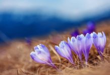 Rüyada Çiğdem Görmek Ne Anlama Gelir? Rüyada çiğdem görmek. Rüyada çiğdem çiçeği toplamak. Rüyada çiğdem almak. Rüyada çiğdem sökmek.