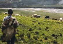 Rüyada Çoban Görmek Ne Anlama Gelir? Rüyada çoban görmek ne anlama gelir. Rüyada çoban olmak. Rüyada çoban keçesi giymek. Rüyada çoban köpeği görmek.