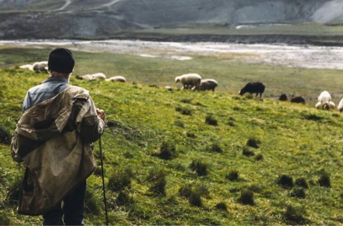 Rüyada çoban görmek ne anlama gelir. Rüyada çoban olmak. Rüyada çoban keçesi giymek. Rüyada çoban köpeği görmek.