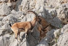 Rüyada Dağ Keçisi Görmek Ne Anlama Gelir? Rüyada Dağ Keçisi Görmek Ne Anlama Gelir?