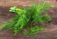 Rüyada Dereotu Görmek Ne Anlama Gelir? Rüyada dereotu görmek. Rüyada dereotu yemek. Rüyada dereotu demeti görmek. Rüyada dereotu tabirleri.