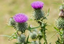 Rüyada Deve Dikeni Görmek Ne Anlama Gelir? Rüyada deve dikeni görmek. Rüyada deve dikeni yemek. Rüyada deve dikeni tabirleri.