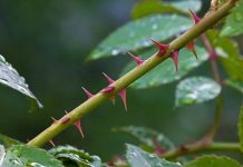 Rüyada Diken Görmek Ne Anlama Gelir? Rüyada diken görmek. Rüyada diken yemek. Rüyada diken kesmek. Rüyada diken tabirleri.