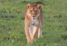 Rüyada Dişi Aslan Görmek Ne Anlama Gelir? Rüyada dişi aslan görmek. Rüyada dişi aslan saldırması. Rüyada dişi aslan kovalaması.