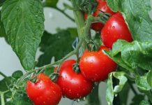 Rüyada Domates Görmek Ne Anlama Gelir? Rüyada domates görmek. Rüyada domates yemek. Rüyada domates toplamak. Rüyada domates fidesi görmek.