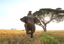 Rüyada Fil Terbiyecisi Görmek Ne Anlama Gelir? Rüyada fil terbiyecisi görmek, rüyada fil terbiyecisi ile konuşmak, rüyada fil terbiyecisinden korkmak. Rüyada fil terbiyeci tabirleri.