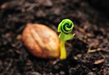 Rüyada Filiz Görmek Ne Anlama Gelir? Rüyada filiz görmek, rüyada filiz sulamak, rüyada filizlerin kuruması. Rüyada filiz tabirleri.