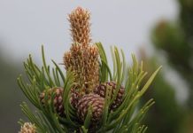 Rüyada Çam Fıstığı Ağacı Görmek Ne Anlama Gelir? Rüyada çam fıstığı görmek, rüyada çam ağacı görmek, rüyada çam fıstığı toplamak. Rüyada çam fıstığı ağacı tabirleri.