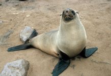 Rüyada Fok Görmek Ne Anlama Gelir? Rüyada fok görmek, rüyada fok balığı görmek, rüyada fok ile yüzmek, rüyada foktan korkmak. Rüyada fok tabirleri.