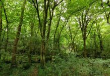 Rüyada Gürgen Görmek Ne Anlama Gelir? Rüyada gürgen görmek, rüyada gürgen ağacının yapraklarını fark etmek, rüyada gürgen ormanında yürümek, rüyada gürgen ağacına tırmanmak.