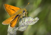 Rüyada Güve Görmek Ne Anlama Gelir? Rüyada güve görmek, rüyada dolapta güve görmek, rüyada güvelerin kıyafetleri zarar verdiğini görmek, rüyada güve kelebeği görmek. Rüyada güve tabirleri.