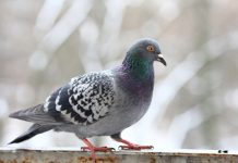 Rüyada Güvercin Görmek Ne Anlama Gelir? Rüyada bir güvercinin etrafında uçtuğunu görmek, rüyada güvercinlerin yuvasında olduğunu görmek, rüyada güvercin sesi duymak. Rüyada güvercin tabirleri.