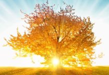 Rüyada Hz. Havva’yı Görmek Ne Anlama Gelir? Rüyada Havva Annemizi görmek, rüyada Havva Annemiz ile dua etmek, rüyada Havva Annemiz ile yürümek, rüyada Havva Annemiz’i bir yerde görmek.