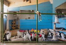 Rüyada Hayvan Barınağı Görmek Ne Anlama Gelir? Rüyada hayvan barınağı görmek, rüyada hayvan barınağında yardım etmek, rüyada hayvan barınağından hayvan sahiplenmek, rüyada hayvan barınağında vakit geçirmek. Rüyada hayvan barınağı tabirleri.