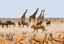 Rüyada Hayvan Görmek Ne Anlama Gelir? Rüyada hayvan beslemek, rüyada hayvanla konuşmak, rüyada hayvan saldırısına uğramak. Rüyada hayvan tabirleri.