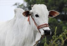 Rüyada Salıvermek Ne Anlama Gelir? Rüyada serbest bırakılmayı izlemek, rüyada özgürlüğe kavuşmak, rüyada teslim olmayı gözlemlemek vb. rüya tabirleri.