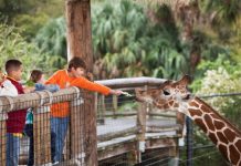 Rüyada Hayvanat Bahçesi Görmek Ne Anlama Gelir? Rüyada hayvanat bahçesi görmek, rüyada hayvanat bahçesinde vahşi hayvan görmek, rüyada hayvanat bahçesinde zaman geçirmek. Rüyada hayvanat bahçesi tabirleri.