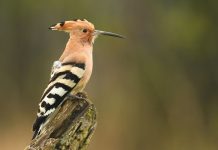 Rüyada Hüdhüd Kuşu Görmek Ne Anlama Gelir? Rüyada hüdhüd kuşunun ötüşünü duymak, rüyada hüdhüd kuşunu elinde tutmak, rüyada hüdhüd kuşunun yuvasını görmek. Rüyada hüdhüd kuşu tabirleri.