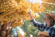 Rüyada Hurma Satıcısı Görmek Ne Anlama Gelir? Rüyada hurma satıcısından hurma almak, rüyada hurma satıcısı ile pazarlık yapmak, rüyada hurma satıcısından hediye almak. Rüyada hurma satıcısı tabirleri.