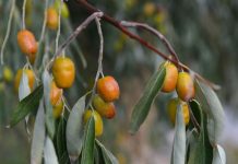 Rüyada İğde Görmek Ne Anlama Gelir? Rüyada iğde ağacından meyve toplamak, rüyada taze iğde yemek, rüyada iğde kokusunu hissetmek. Rüyada iğde tabirleri.
