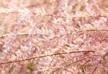 Rüyada Ilgın Ağacı Görmek Ne Anlama Gelir? Rüyada ılgın ağacının gölgesinde dinlenmek, rüyada ılgın ağacının çiçek açtığını görmek, rüyada ılgın ağacı sulamak. Rüyada ılgın ağacı tabirleri.