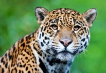 Rüyada Jaguar Görmek Ne Anlama Gelir? Rüyada vahşi bir jaguarla karşılaşmak, rüyada jaguarın peşine düşmek, rüyada bir jaguarın sessizce yaklaşması. Rüyada jaguar tabirleri.