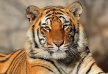 Rüyada Kaplan Görmek Ne Anlama Gelir? Rüyada bir kaplanın kükrediğini duymak, rüyada kaplana yaklaşmak, rüyada kaplanı yakından izlemek. Rüyada kaplan tabirleri.