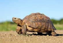 Rüyada Kaplumbağa Görmek Ne Anlama Gelir? Rüyada kaplumbağa görmek, rüyada kaplumbağanın yavaşça yürüdüğünü izlemek, rüyada kaplumbağa kabuğuna dokunmak, rüyada kaplumbağayı eline almak. Rüyada kaplumbağa tabirleri.