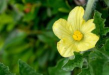 Rüyada Karpuz Çiçeği Görmek Ne Anlama Gelir? Rüyada karpuz çiçeği görmek, rüyada sarı karpuz çiçeklerini izlemek, rüyada karpuz çiçeğinin açmasını görmek, rüyada karpuz çiçeği toplamak. Rüyada karpuz çiçeği tabirleri.