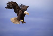 Rüyada Kartal Görmek Ne Anlama Gelir? Rüyada yükseklerde uçan bir kartalı izlemek, rüyada kartalın avını yakaladığını görmek, rüyada kartala yaklaşmak. Rüyada kartal tabirleri.