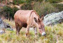 Rüyada Katır Görmek Ne Anlama Gelir? Rüyada katıra bindiğini görmek, rüyada katırın yük taşımasını izlemek, rüyada katırla uzun bir yola çıkmak. Rüyada katır tabirleri.