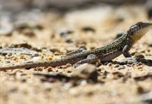 Rüyada Kertenkele Görmek Ne Anlama Gelir? Rüyada kertenkele görmek, rüyada kertenkeleyi kovalarken görmek, rüyada kertenkele ısırığı hissetmek, rüyada kertenkele sürüsü görmek ve rüyada bir kertenkelenin kaçışını izlemek.