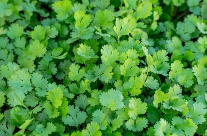 Rüyada kişniş görmek, rüyada kişniş bahçesinde dolaşmak, rüyada kişniş yapraklarını temizlemek, rüyada kişnişle yemek yapmak ve rüyada kişniş kokusunu hissetmek.