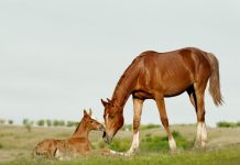 Rüyada Kısrak Görmek Ne Anlama Gelir? Rüyada kısrak görmek, rüyada kısrağa binerken hissetmek, rüyada kısrağın yavruladığını görmek, rüyada kısrak sürüsünü izlemek ve rüyada bir kısrağı beslemek.