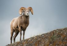 Rüyada Koç Görmek Ne Anlama Gelir? Rüyada koçun boynuzlarını incelemek, rüyada bir koçun peşinden koşmak, rüyada beyaz bir koç görmek ve rüyada koçun otladığını izlemek.