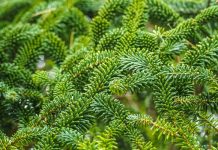 Rüyada Köknar Görmek Ne Anlama Gelir? Rüyada köknar görmek, rüyada uzun bir köknar ağacına bakmak, rüyada köknar dallarını toplamak, rüyada köknar ağacının yapraklarını koklamak ve rüyada köknar gölgesinde dinlenmek.