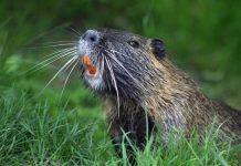 Rüyada Kunduz Görmek Ne Anlama Gelir? Rüyada kunduz görmek, rüyada kunduzun dişleriyle ağaç kemirdiğini izlemek, rüyada kunduzun baraj yaptığını fark etmek, rüyada kunduzla aynı ortamda bulunmak ve rüyada bir kunduzu beslemek.