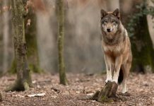 Rüyada Kurt Görmek Ne Anlama Gelir? Rüyada kurt görmek, rüyada bir kurdun gözlerini izlemek, rüyada kurdu avını takip ederken görmek, rüyada kurttan korunmak için sığınmak ve rüyada kurt ile barış içinde yaşamak.