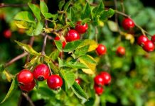 Rüyada Kuşburnu Görmek Ne Anlama Gelir? Rüyada kuşburnu görmek, rüyada kuşburnu meyvesini dalından toplamak, rüyada kuşburnu kurusu görmek, rüyada kuşburnu çayı içmek ve rüyada kuşburnu ağacının altında oturmak.