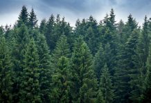 Rüyada Ladin Ağacı Görmek Ne Anlama Gelir? Rüyada ladin ağacı görmek, rüyada bir ladin ağacının altına oturmak, rüyada ladin ağacının yapraklarını incelemek, rüyada ladin ağacı ormanında gezmek ve rüyada ladin ağacından odun toplamak.