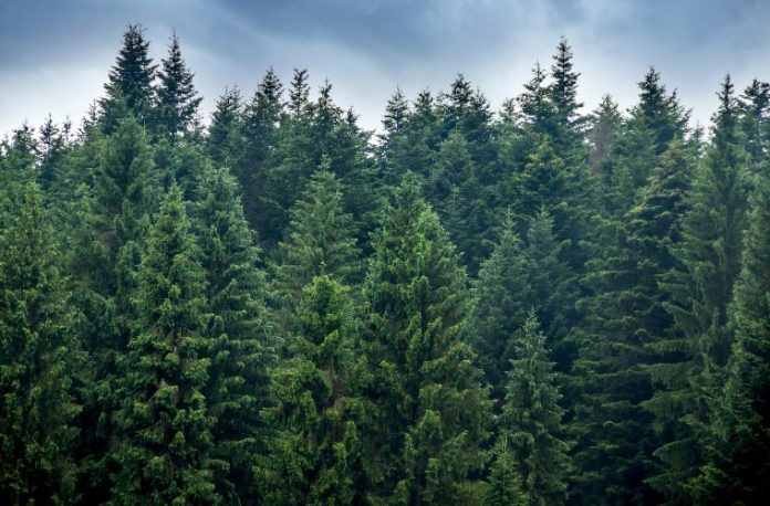 Rüyada ladin ağacı görmek, rüyada bir ladin ağacının altına oturmak, rüyada ladin ağacının yapraklarını incelemek, rüyada ladin ağacı ormanında gezmek ve rüyada ladin ağacından odun toplamak. Rüyada ladin ağacı görmek, rüyada bir ladin ağacının altına oturmak, rüyada ladin ağacının yapraklarını incelemek, rüyada ladin ağacı ormanında gezmek ve rüyada ladin ağacından odun toplamak.