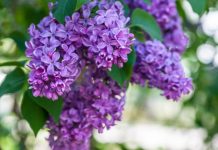 Rüyada Leylak Görmek Ne Anlama Gelir? Rüyada leylak görmek, rüyada leylak çiçekleri arasında yürümek, rüyada leylakların rengini fark etmek, rüyada bir vazoya leylak yerleştirmek ve rüyada solmuş bir leylağı canlandırmaya çalışmak.