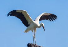 Rüyada Leylek Görmek Ne Anlama Gelir? Rüyada leylek görmek, rüyada leyleklerin gökyüzünde süzüldüğünü izlemek, rüyada bir leylek yuvasına bakmak, rüyada leyleğin iniş yaptığını görmek ve rüyada leyleklerin topluca uçuşunu izlemek.