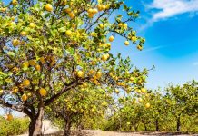 Rüyada Limon Ağacı Görmek Ne Anlama Gelir? Rüyada limon ağacı görmek, rüyada limon ağacının gölgesinde oturmak, rüyada dallarında limon olan bir ağacı izlemek, rüyada limon ağacını budamak ve rüyada taze limonlarla dolu bir ağaç görmek.